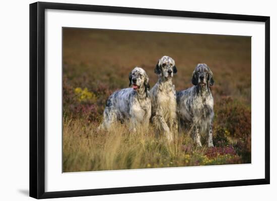 English Setter Dogs Three in Row-null-Framed Photographic Print