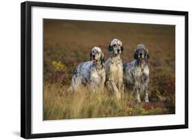 English Setter Dogs Three in Row-null-Framed Photographic Print