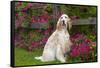 English Setter (Female), Show Type, by Autum Flowers, Geneva, Illinois, USA-Lynn M^ Stone-Framed Stretched Canvas