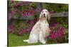 English Setter (Female), Show Type, by Autum Flowers, Geneva, Illinois, USA-Lynn M^ Stone-Stretched Canvas