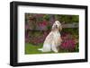 English Setter (Female), Show Type, by Autum Flowers, Geneva, Illinois, USA-Lynn M^ Stone-Framed Photographic Print