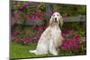 English Setter (Female), Show Type, by Autum Flowers, Geneva, Illinois, USA-Lynn M^ Stone-Mounted Photographic Print