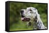 English Setter Head Shot-null-Framed Stretched Canvas