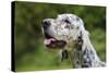 English Setter Head Shot-null-Stretched Canvas