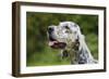 English Setter Head Shot-null-Framed Photographic Print