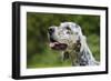 English Setter Head Shot-null-Framed Photographic Print