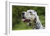 English Setter Head Shot-null-Framed Photographic Print