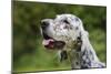 English Setter Head Shot-null-Mounted Photographic Print