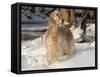 English Setter in Snow-Lynn M^ Stone-Framed Stretched Canvas