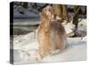 English Setter in Snow-Lynn M^ Stone-Stretched Canvas