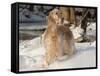 English Setter in Snow-Lynn M^ Stone-Framed Stretched Canvas