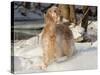 English Setter in Snow-Lynn M^ Stone-Stretched Canvas