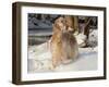 English Setter in Snow-Lynn M^ Stone-Framed Photographic Print