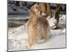 English Setter in Snow-Lynn M^ Stone-Mounted Photographic Print