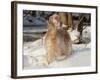 English Setter in Snow-Lynn M^ Stone-Framed Photographic Print