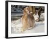 English Setter in Snow-Lynn M^ Stone-Framed Photographic Print