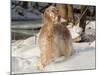 English Setter in Snow-Lynn M^ Stone-Mounted Photographic Print