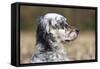 English Setter on Field-null-Framed Stretched Canvas