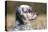 English Setter on Field-null-Stretched Canvas