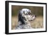English Setter on Field-null-Framed Photographic Print