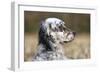 English Setter on Field-null-Framed Photographic Print