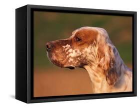 English Setter Profile-Adriano Bacchella-Framed Stretched Canvas