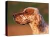 English Setter Profile-Adriano Bacchella-Stretched Canvas