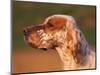 English Setter Profile-Adriano Bacchella-Mounted Premium Photographic Print