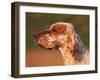 English Setter Profile-Adriano Bacchella-Framed Photographic Print