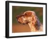 English Setter Profile-Adriano Bacchella-Framed Photographic Print