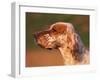 English Setter Profile-Adriano Bacchella-Framed Photographic Print