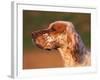 English Setter Profile-Adriano Bacchella-Framed Photographic Print