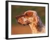 English Setter Profile-Adriano Bacchella-Framed Photographic Print