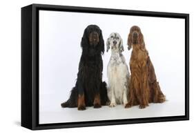 English Setter Sitting Between Gordon Setter-null-Framed Stretched Canvas