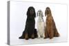 English Setter Sitting Between Gordon Setter-null-Stretched Canvas