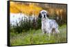 English Setter Standing in Dew-Wet Grass Next to Pond Reflecting Autumn Colors, Canterbury-Lynn M^ Stone-Framed Stretched Canvas