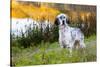 English Setter Standing in Dew-Wet Grass Next to Pond Reflecting Autumn Colors, Canterbury-Lynn M^ Stone-Stretched Canvas