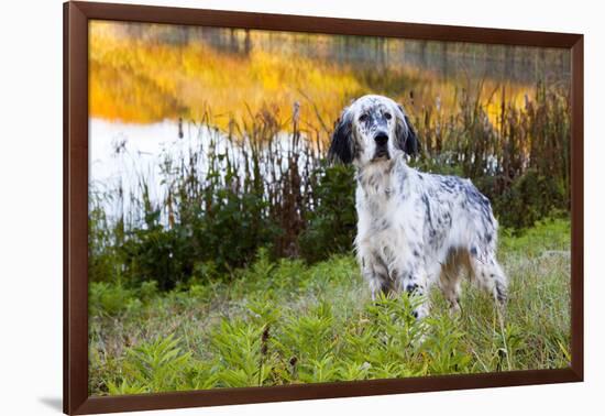English Setter Standing in Dew-Wet Grass Next to Pond Reflecting Autumn Colors, Canterbury-Lynn M^ Stone-Framed Photographic Print