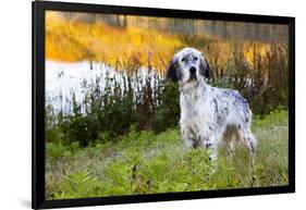 English Setter Standing in Dew-Wet Grass Next to Pond Reflecting Autumn Colors, Canterbury-Lynn M^ Stone-Framed Photographic Print