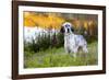 English Setter Standing in Dew-Wet Grass Next to Pond Reflecting Autumn Colors, Canterbury-Lynn M^ Stone-Framed Photographic Print