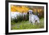 English Setter Standing in Dew-Wet Grass Next to Pond Reflecting Autumn Colors, Canterbury-Lynn M^ Stone-Framed Photographic Print