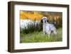 English Setter Standing in Dew-Wet Grass Next to Pond Reflecting Autumn Colors, Canterbury-Lynn M^ Stone-Framed Photographic Print