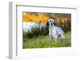 English Setter Standing in Dew-Wet Grass Next to Pond Reflecting Autumn Colors, Canterbury-Lynn M^ Stone-Framed Photographic Print