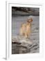 English Setter Standing on Iced over Stream, St. Charles, Illinois, USA-Lynn M^ Stone-Framed Premium Photographic Print