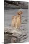 English Setter Standing on Iced over Stream, St. Charles, Illinois, USA-Lynn M^ Stone-Mounted Premium Photographic Print