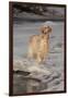 English Setter Standing on Iced over Stream, St. Charles, Illinois, USA-Lynn M^ Stone-Framed Premium Photographic Print