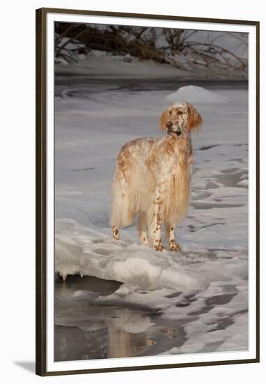 English Setter Standing on Iced over Stream, St. Charles, Illinois, USA-Lynn M^ Stone-Framed Premium Photographic Print