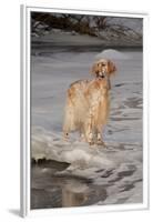 English Setter Standing on Iced over Stream, St. Charles, Illinois, USA-Lynn M^ Stone-Framed Premium Photographic Print