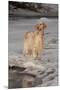 English Setter Standing on Iced over Stream, St. Charles, Illinois, USA-Lynn M^ Stone-Mounted Premium Photographic Print