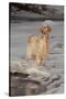 English Setter Standing on Iced over Stream, St. Charles, Illinois, USA-Lynn M^ Stone-Stretched Canvas